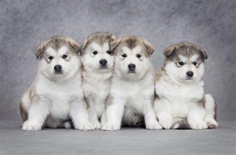 alaskan malamute health.